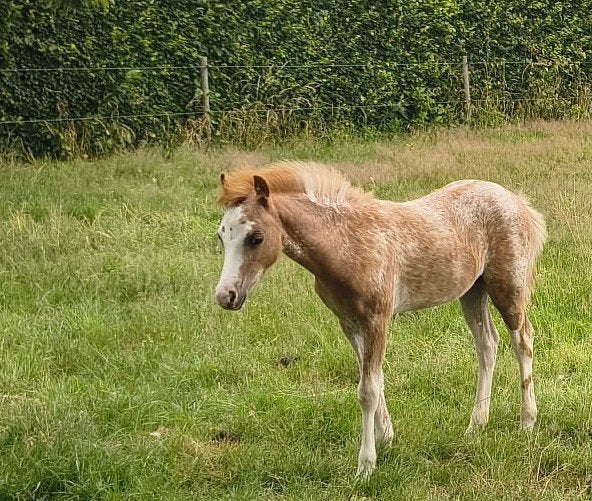 Merrie veulen, Dieren en Toebehoren, Merrie, Niet van toepassing, A pony (tot 1.17m), Met stamboom