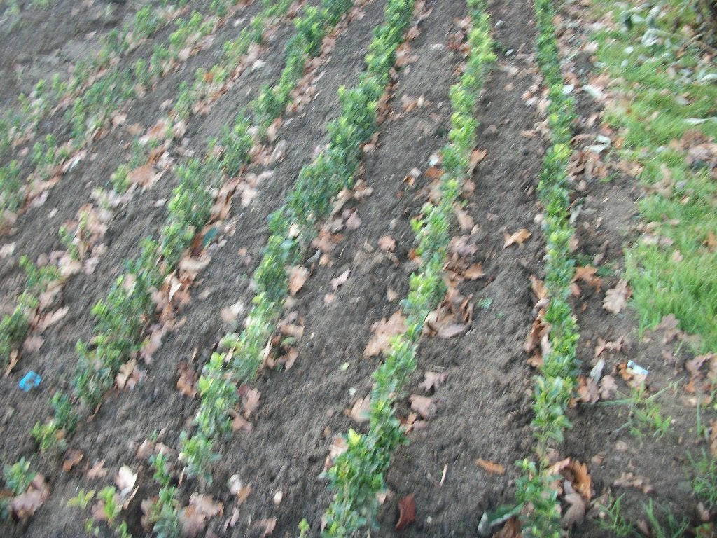 Euonymus of kardinaalshoed verschillende soorten, Tuin en Terras, Ophalen, Vaste plant, Overige soorten, Volle zon