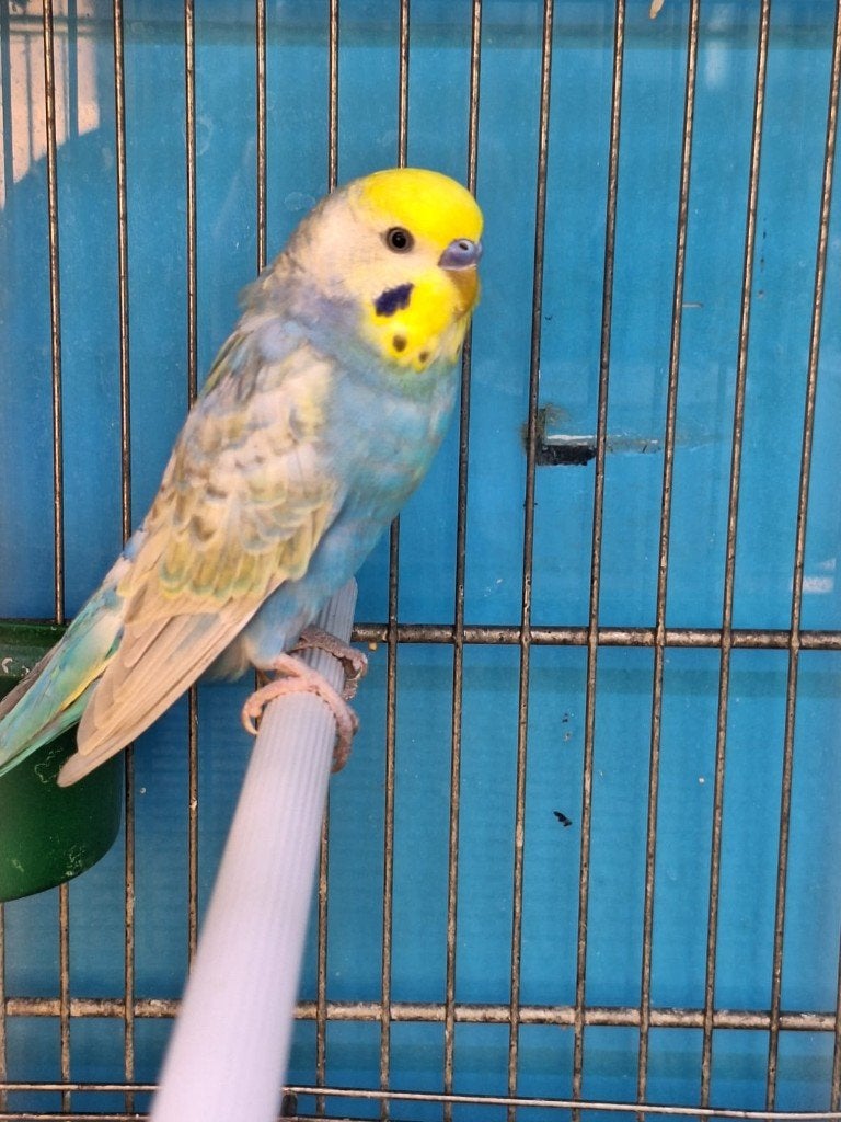 regenboog grasparkieten, Meerdere dieren, Parkiet