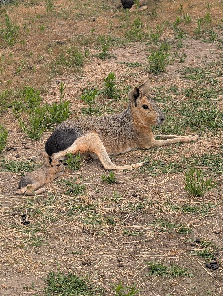Patagonische mara Patagonia Mara pampashaas, Dieren en Toebehoren, Augustus, Meerdere dieren