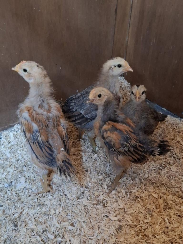 Kuikens ayam ketawa (lachkip ), Dieren en Toebehoren, Pluimvee, Geslacht onbekend, Kip