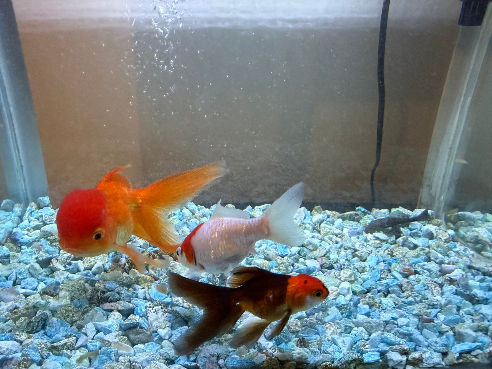 Compleet aquarium +2 vissen/Compleet aquarium + 2 vissen, Ophalen, Superfish, Verwarming, Gevuld zoetwateraquarium
