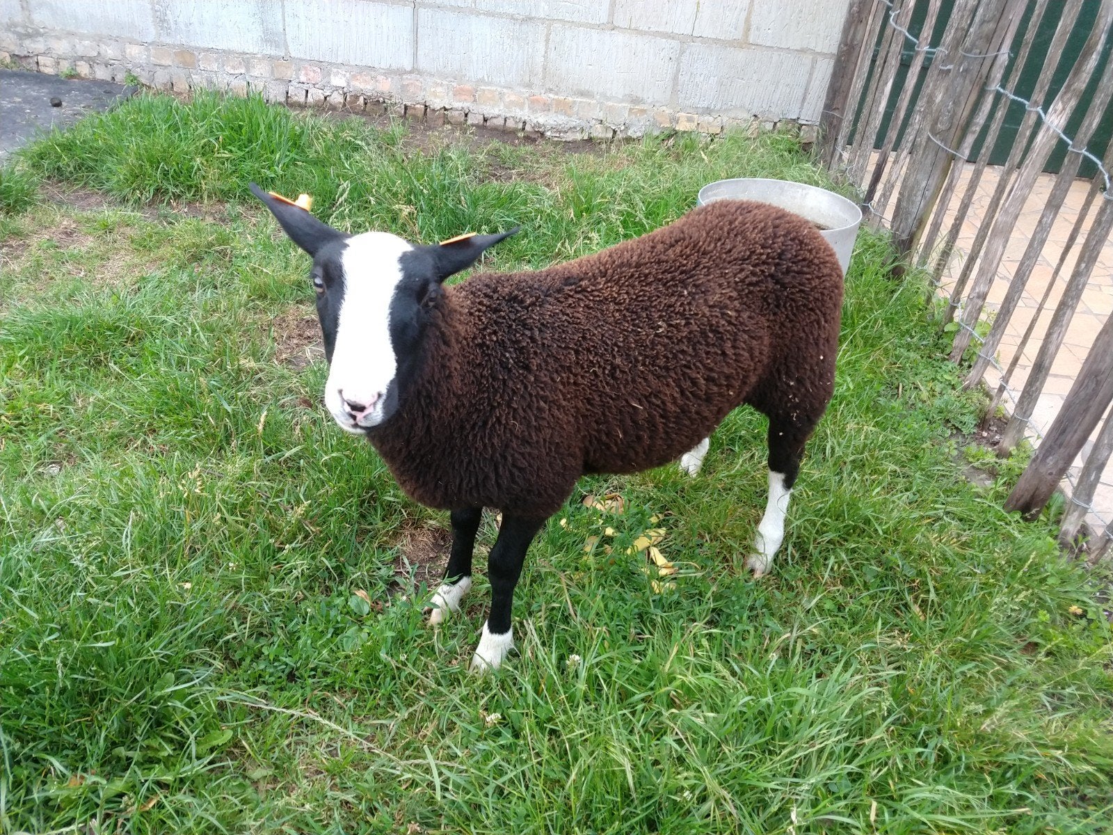 Zwartbles ramlammeren