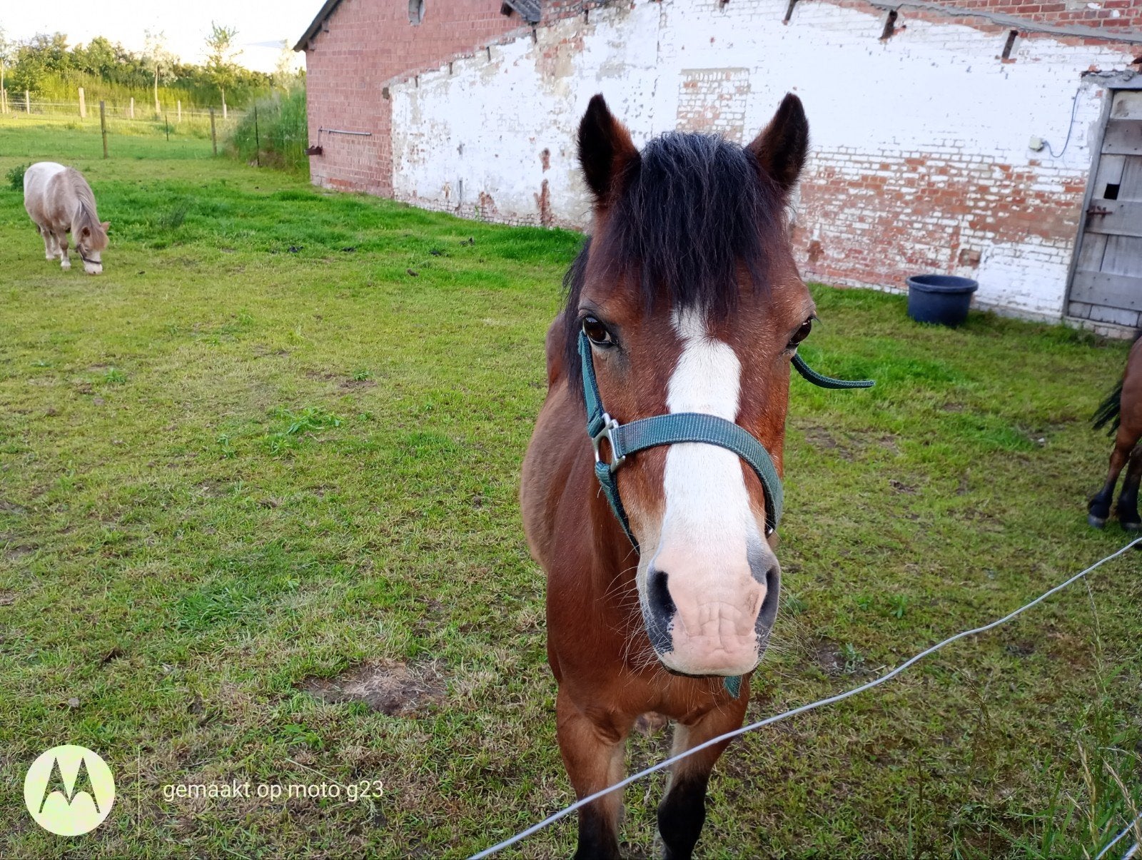 Prachtige merrie., Dieren en Toebehoren, Pony's, Merrie