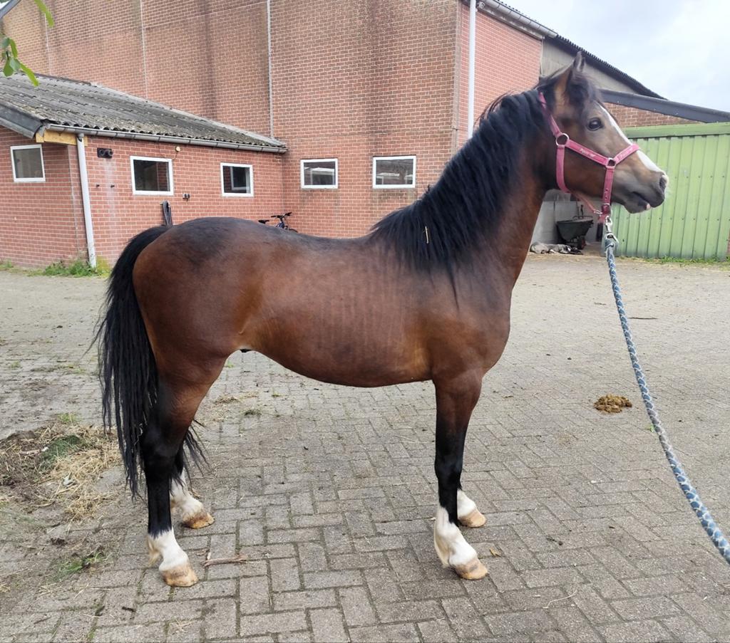 Zeer chique en zeer goed gefokte Welsh twenter!, Animaux & Accessoires, Poneys, Poney C (1.27 m à 1.37m), Poney de dressage, Étalon