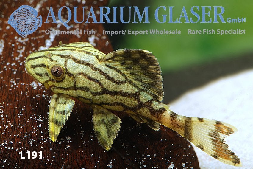 Royal Titan Panaque L191 Pleco (jongen), Dieren en Toebehoren, Vis, Zoetwatervis, Schoolvis