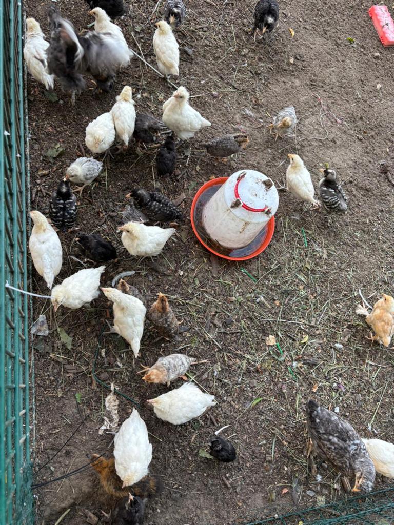 Jong pluimvee, Dieren en Toebehoren, Pluimvee