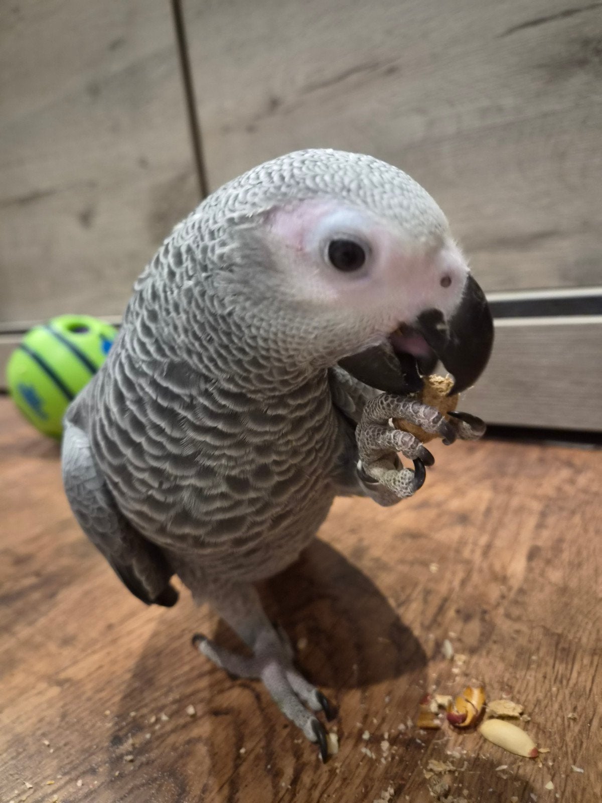 Super tamme grijze roodstaart met DNA, Dieren en Toebehoren, Mannelijk, Papegaai, Pratend