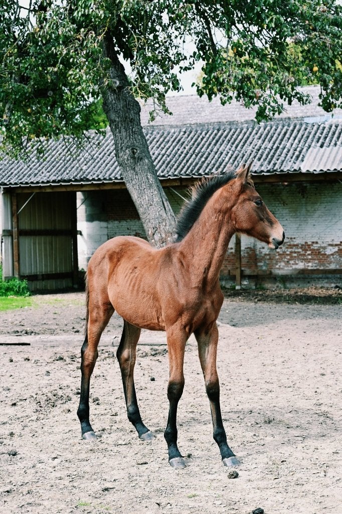 Prachtig hengstenveulen aangeboden., Springpaard, Met stamboom, 0 tot 2 jaar, Hengst