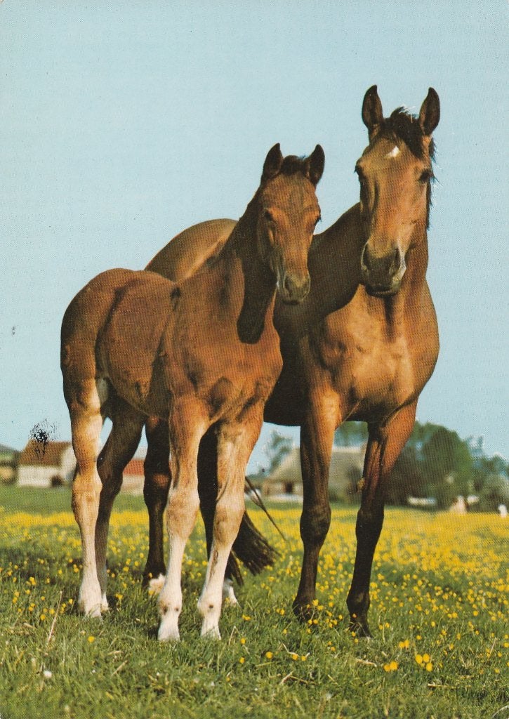 PAARD  MET  VEULEN, Verzamelen, Postkaarten | Dieren, Verzenden, 1960 tot 1980, Gelopen, Paard