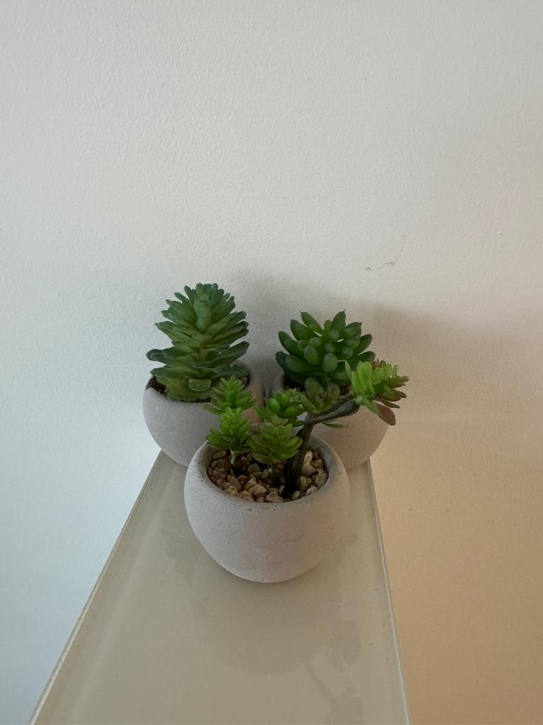 Kamerplant, Ophalen, Overige soorten, In pot, Minder dan 100 cm