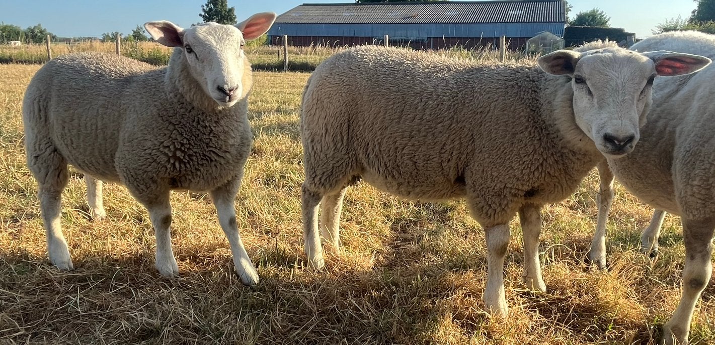 4 lammeren, Dieren en Toebehoren, Schapen, Geiten en Varkens, Schaap, 0 tot 2 jaar