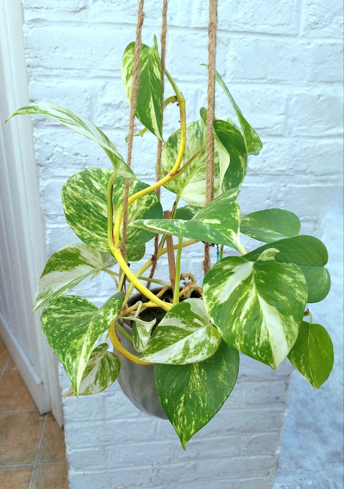 1 Pothos Marble Queen + cache-pot céramique suspendu, Maison & Meubles, Enlèvement