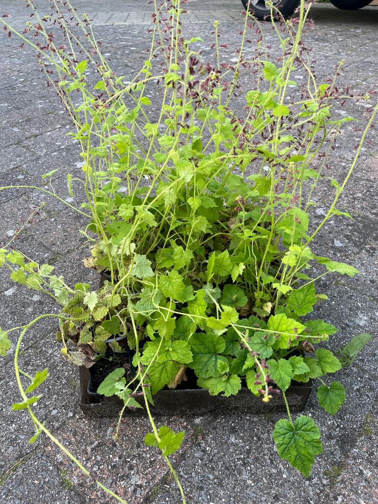 Tuinplant kindje op moeders schoot., Tuin en Terras, Bodembedekkers, Vaste plant, Ophalen of Verzenden, Halfschaduw