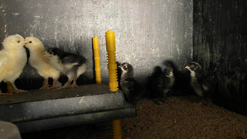Kuikens - brahma - gans - eend, Dieren en Toebehoren, Pluimvee, Kip