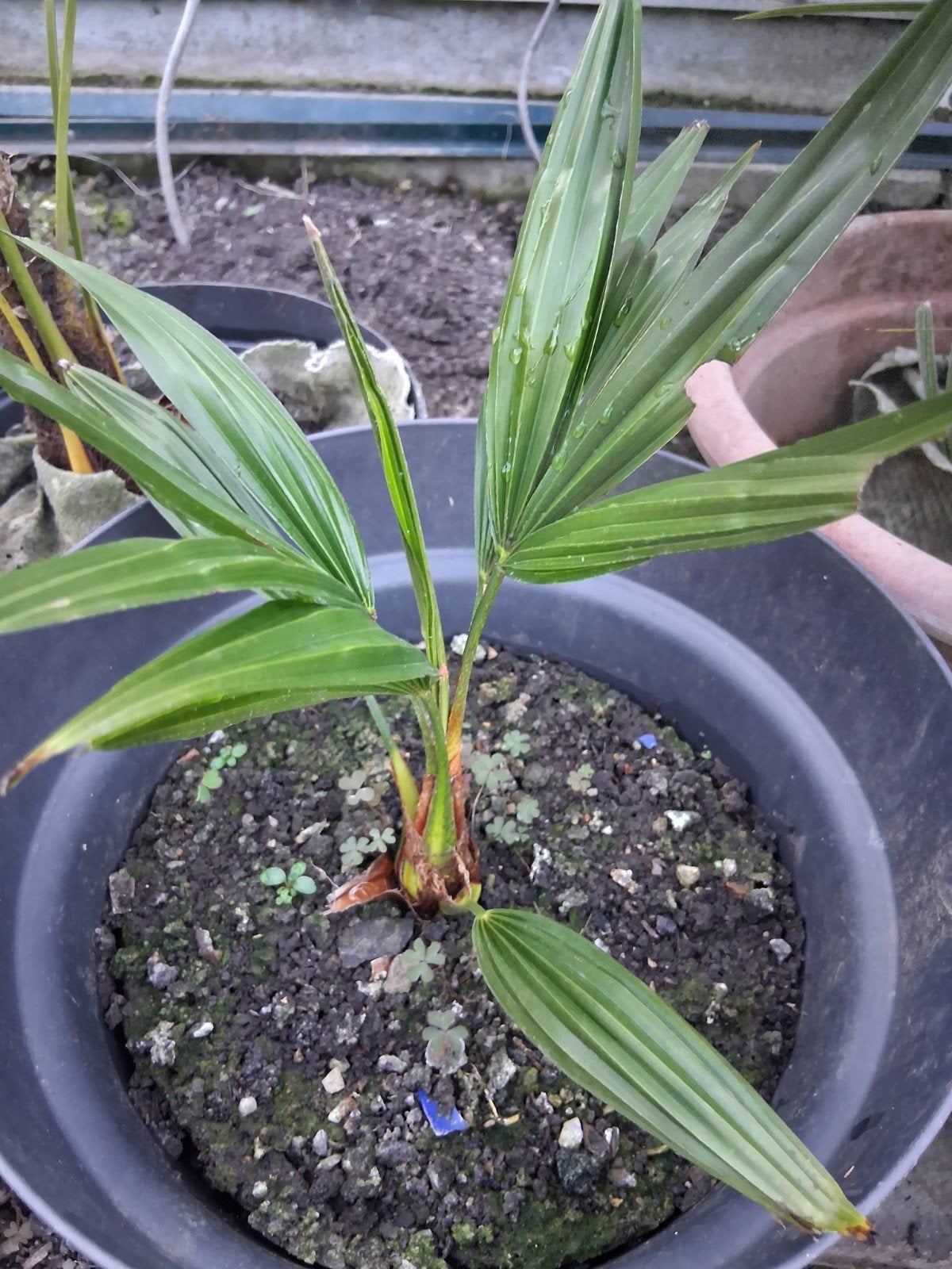 graines Trachycarpus, Enlèvement ou Envoi