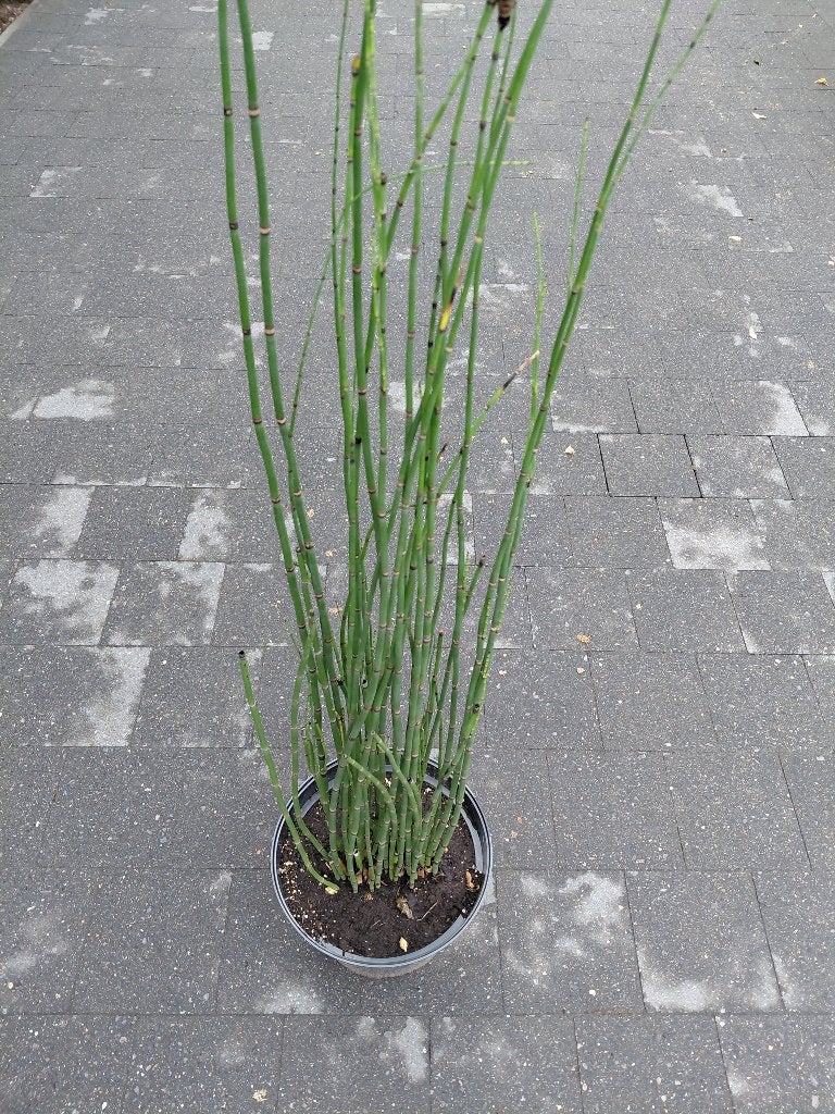 Equisetum Japonicum, Enlèvement