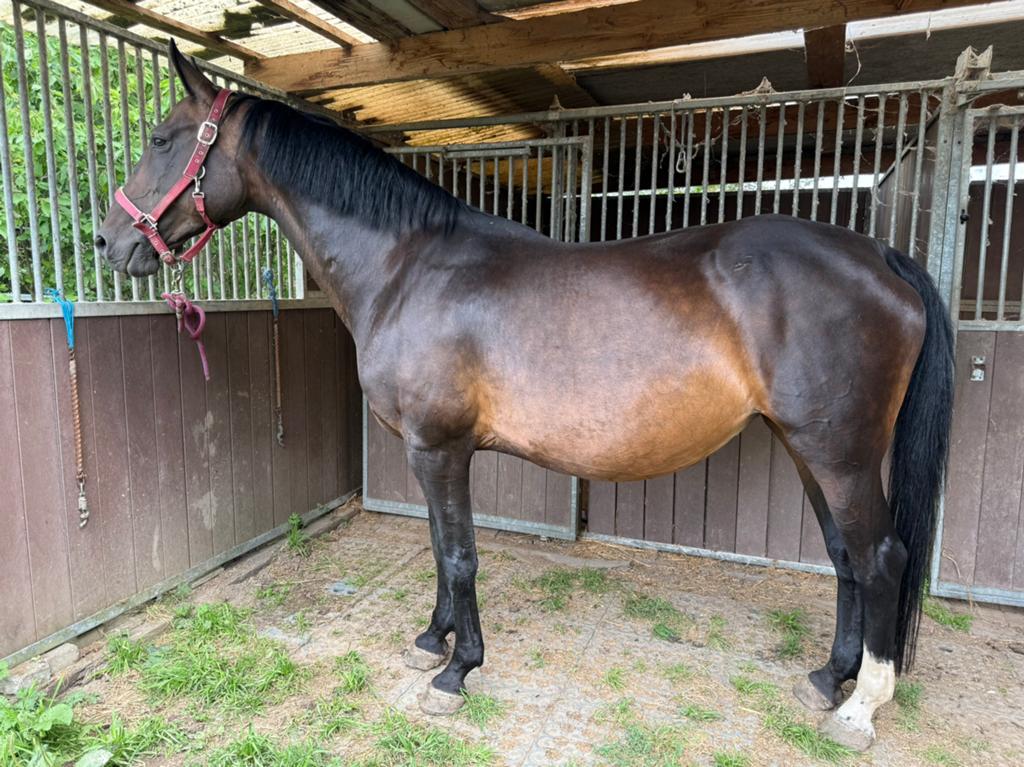 (Fok)merrie te koop, Dieren en Toebehoren, Paarden, Merrie, Met stamboom, Springpaard, 11 jaar of ouder