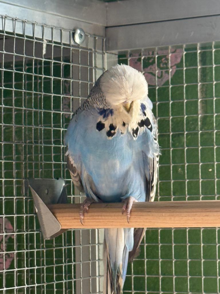 Koppel engelse grasparkieten van top kweker, Dieren en Toebehoren
