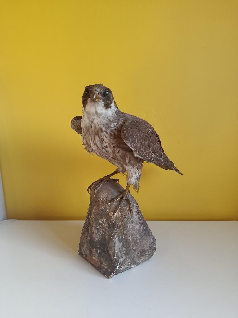 Faucon pèlerin, Enlèvement, Utilisé, Oiseaux, Animal empaillé