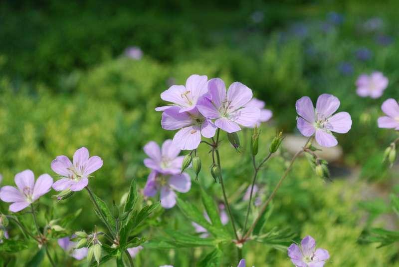 Geranium maculatum – Ooievaarsbek (vaste plant), Tuin en Terras, Ophalen, Vaste plant, Volle zon