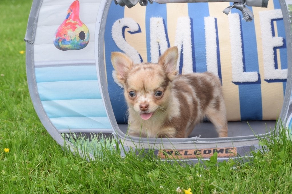 Chihuahua pups mooie keuze, 15 weken tot 1 jaar, Buitenland, Parvo, Meerdere