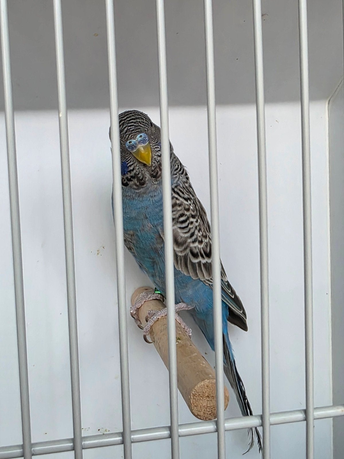 blackface split blackwing man, Dieren en Toebehoren, Vogels | Overige Vogels, Geringd