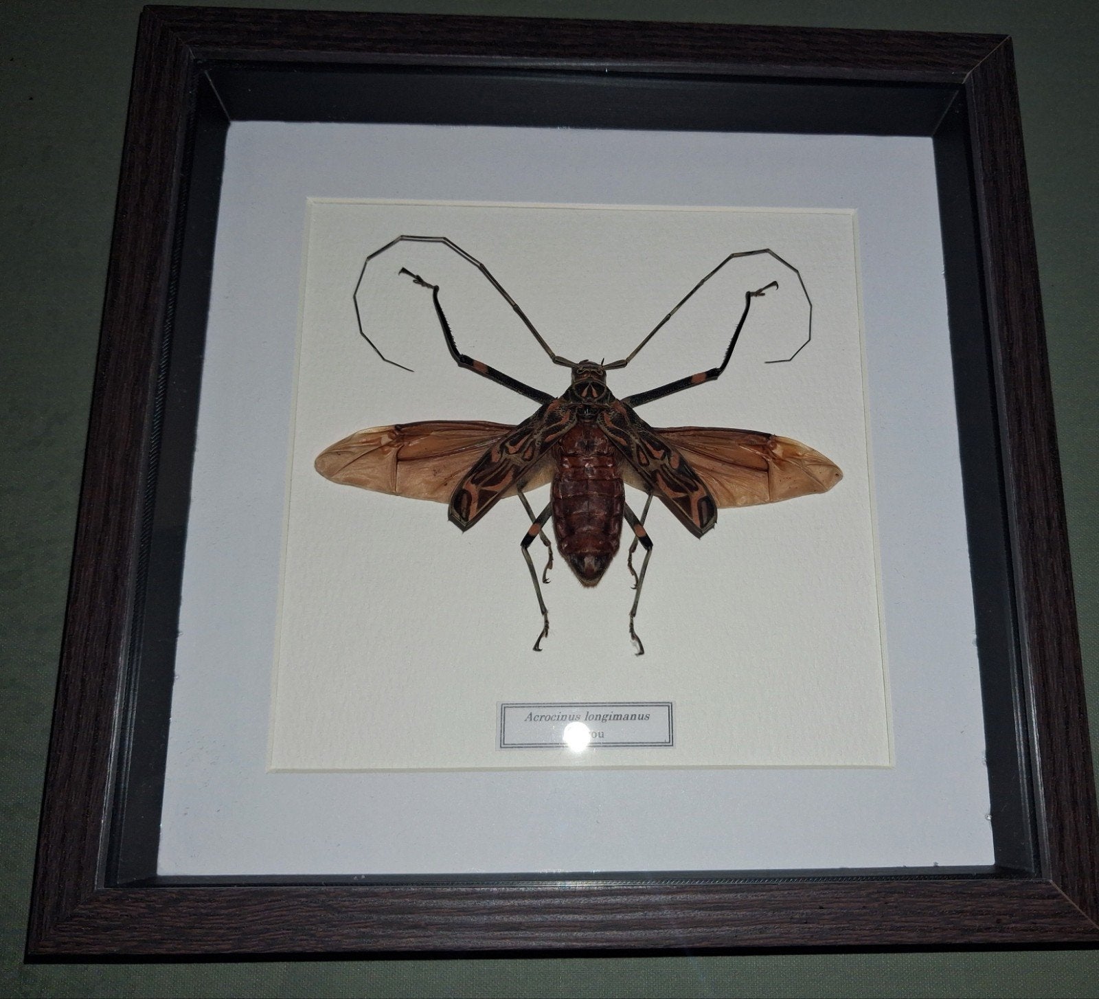 Acrocinus longimanus du Perou boite vitree entomologique, Ophalen of Verzenden