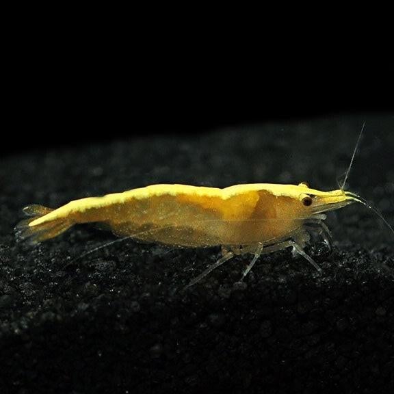 Yellow Golden back