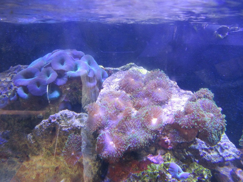 aquarium marin, Enlèvement, Utilisé