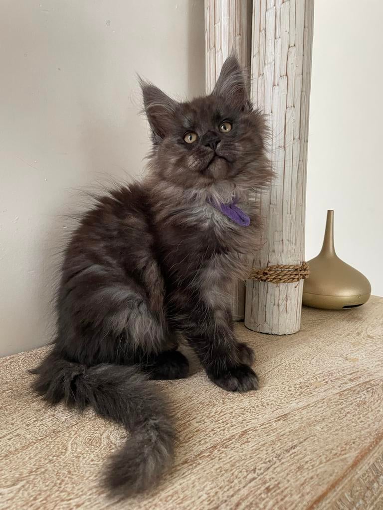 Maine Coon Kittens beschikbaar, Dieren en Toebehoren, Meerdere dieren, Gechipt, 0 tot 2 jaar