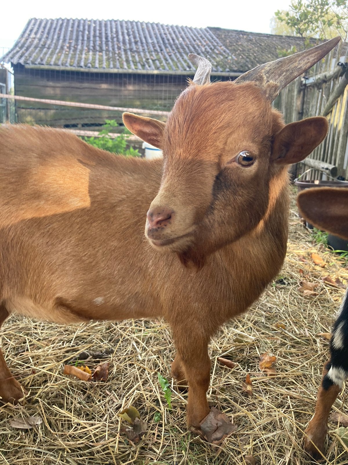 Knappe abrikoos dwergbokje, Dieren en Toebehoren