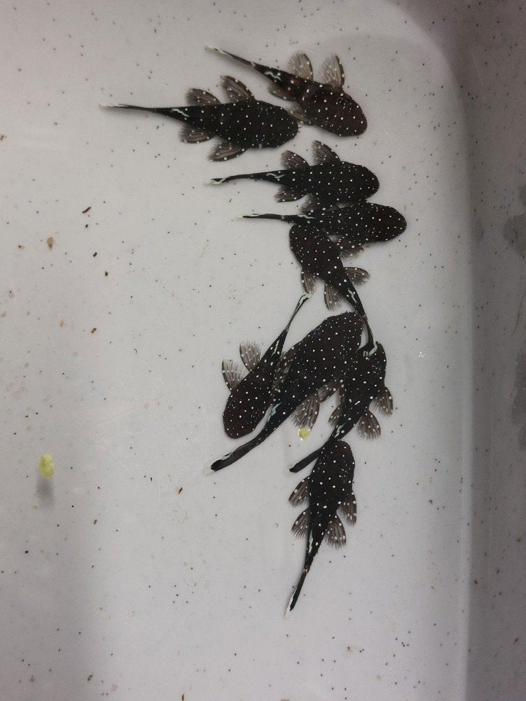 Jonge L181 peppermint ancistrus variant - ruitenkuiser, Dieren en Toebehoren, Vissen | Aquariumvissen, Vis, Zoetwatervis