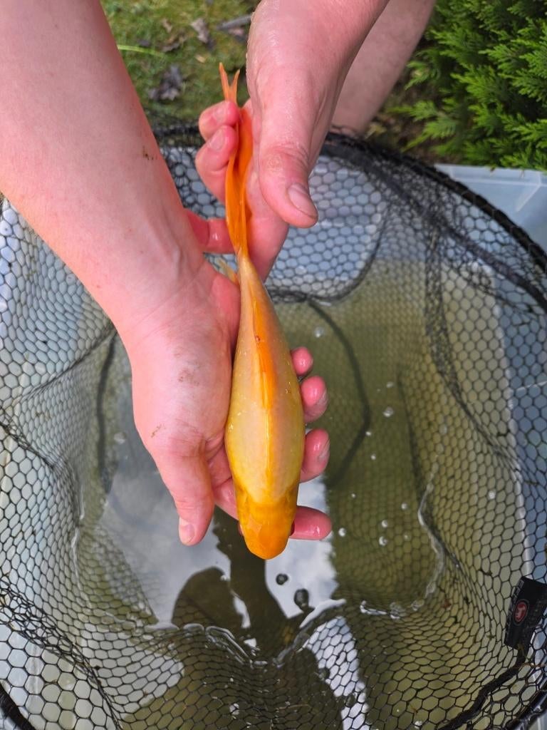 Mooie goudvis 28 cm – eigen kweek, Goudvis(sen)