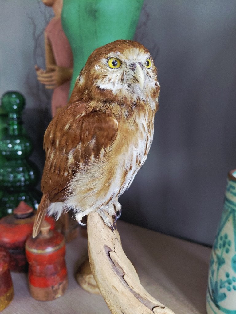 Chouette pygmée du Brésil en peluche, Collections, Enlèvement ou Envoi, Comme neuf, Oiseaux, Animal empaillé