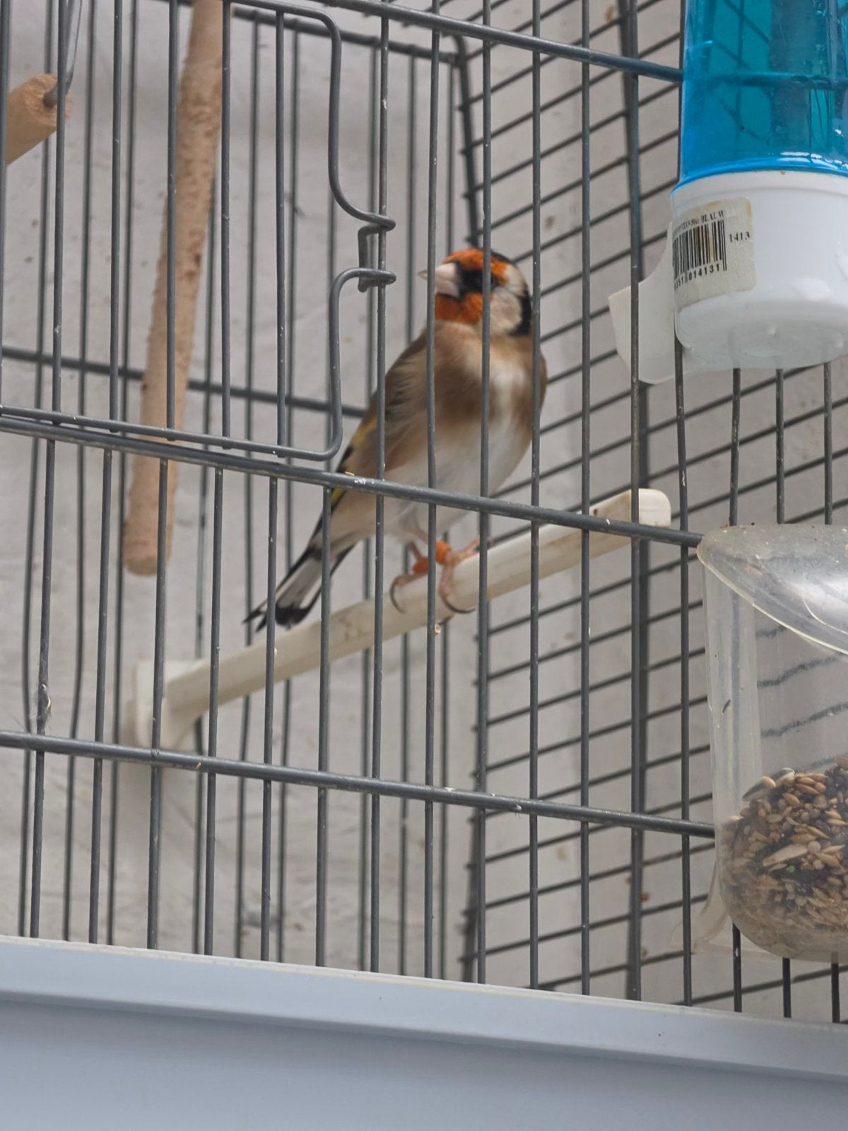 Vogels, Dieren en Toebehoren