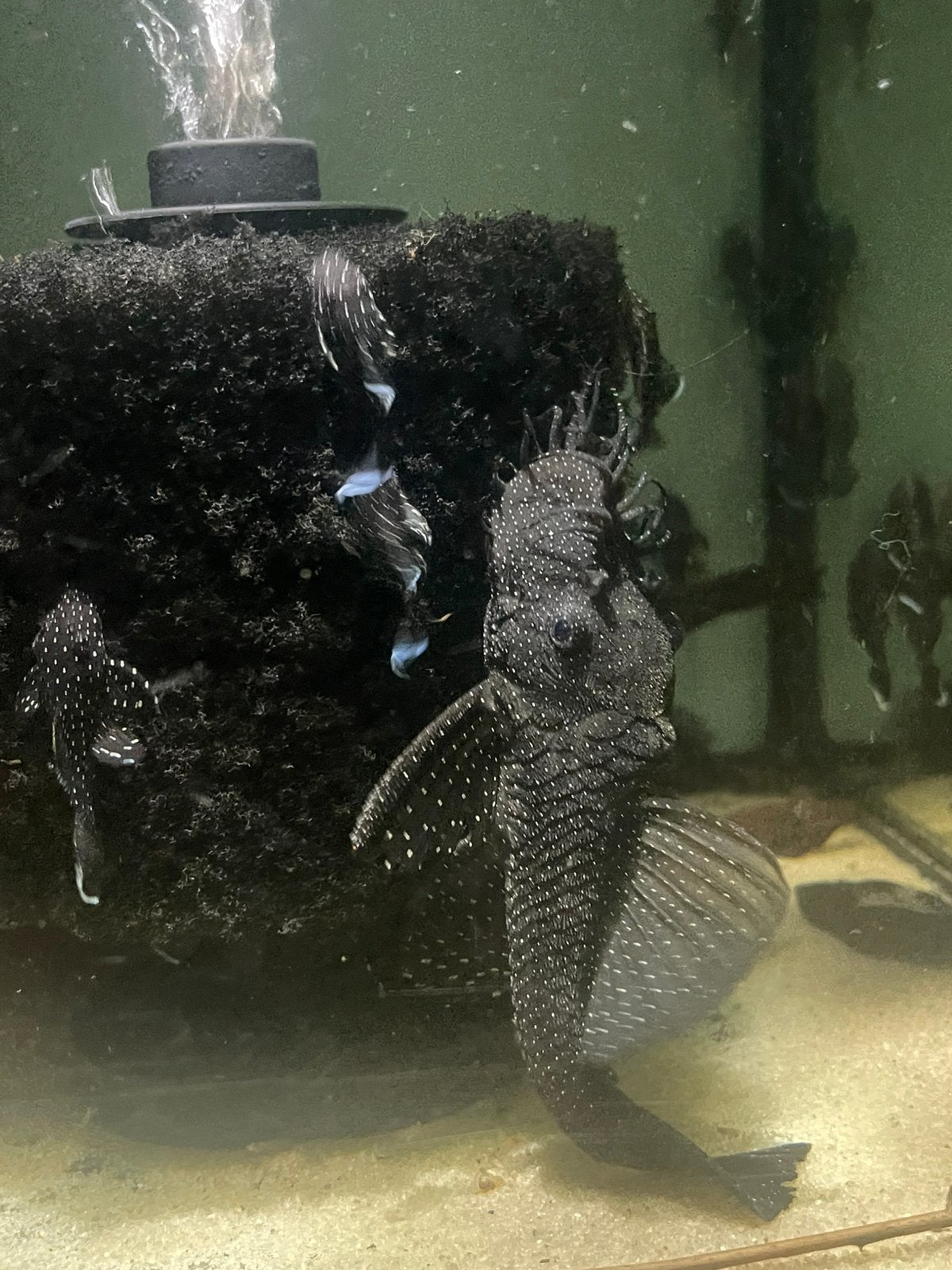 40 x L181 Peppermint Pleco boy