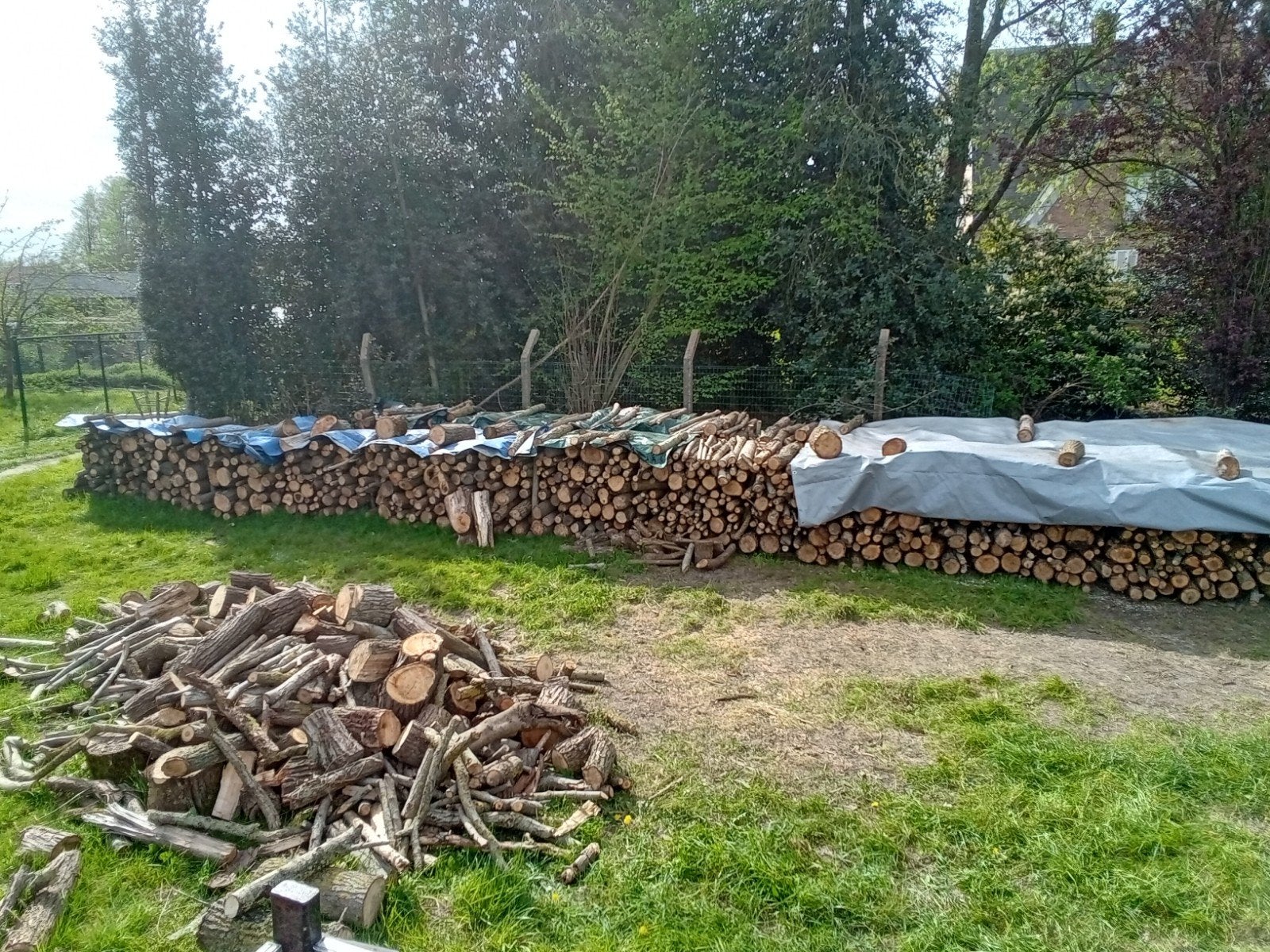 brandhoud van wilg, Tuin en Terras, Brandhout, 6 m³ of meer, Ophalen, Overige houtsoorten, Stammen