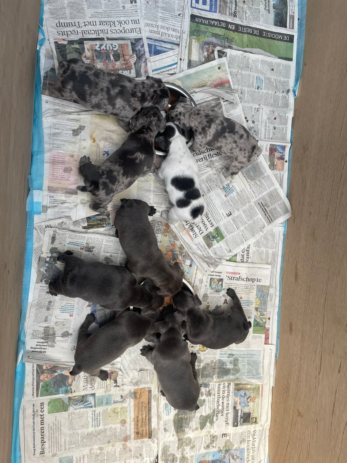 Franse bulldog pups merle-bleu/gray (fluffy), Dieren en Toebehoren, 8 tot 15 weken, Meerdere, Meerdere dieren, Nederland