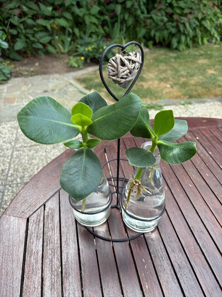 2 x Clusia Rosea Princess op water, Huis en Inrichting, Kamerplanten, Ophalen, Overige soorten, Halfschaduw, Minder dan 100 cm