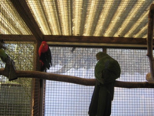a vendre beau jeune couple perruche royale, Animaux & Accessoires, Femelle, Perruche, Bagué