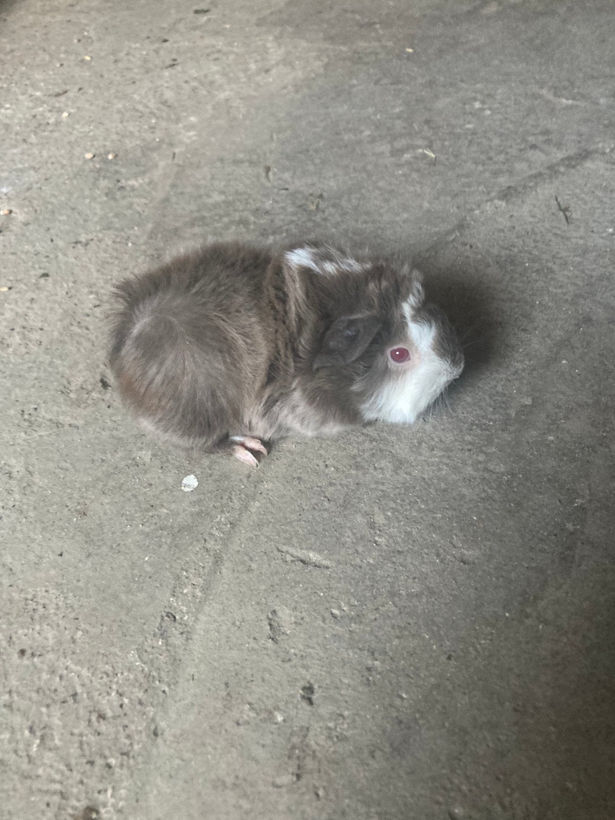 Langharig cavia beertje te reserveren., Animaux & Accessoires, Rongeurs, Août, Cobaye