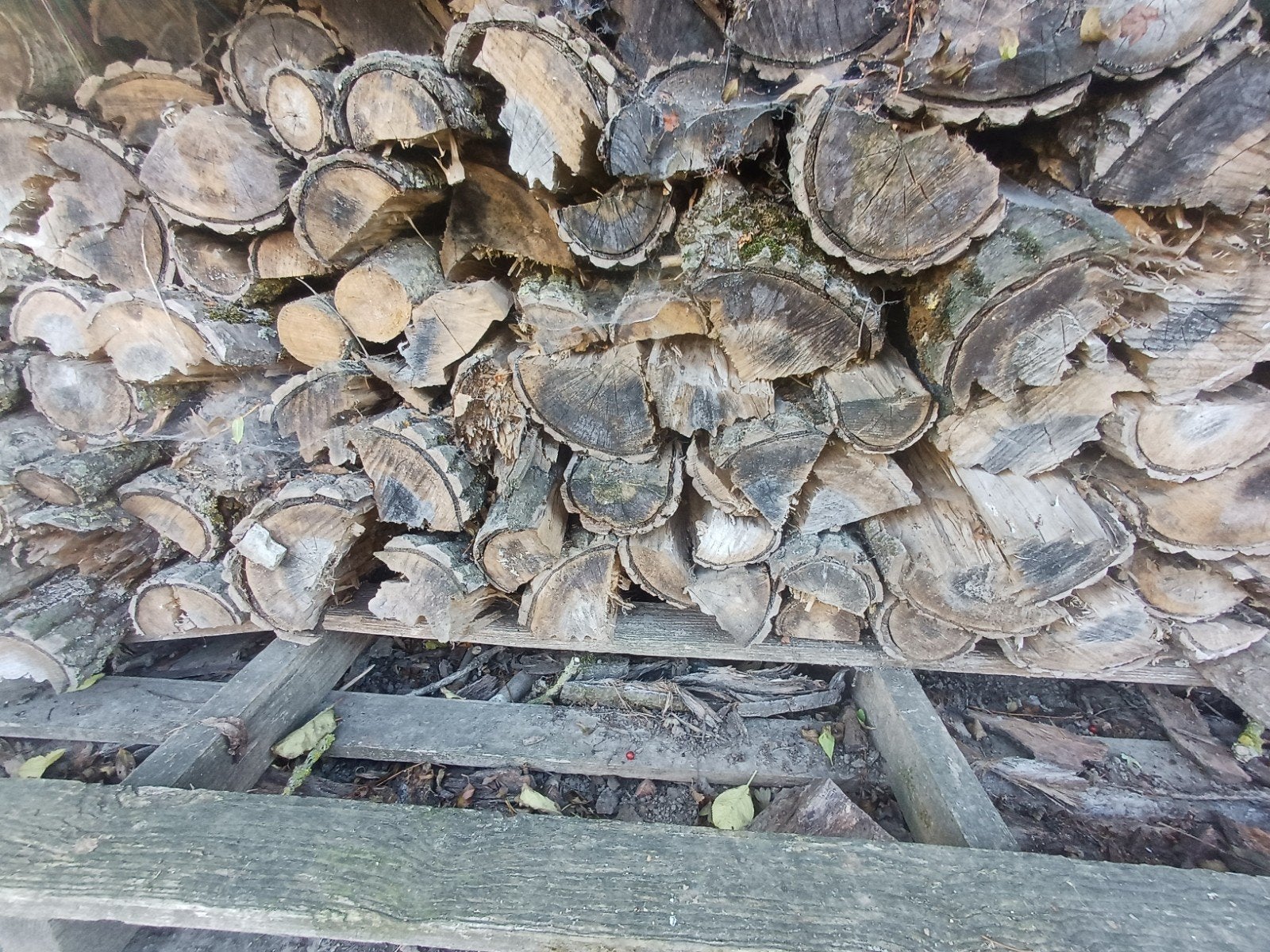 bois sec de peuplier et saule, Enlèvement ou Envoi