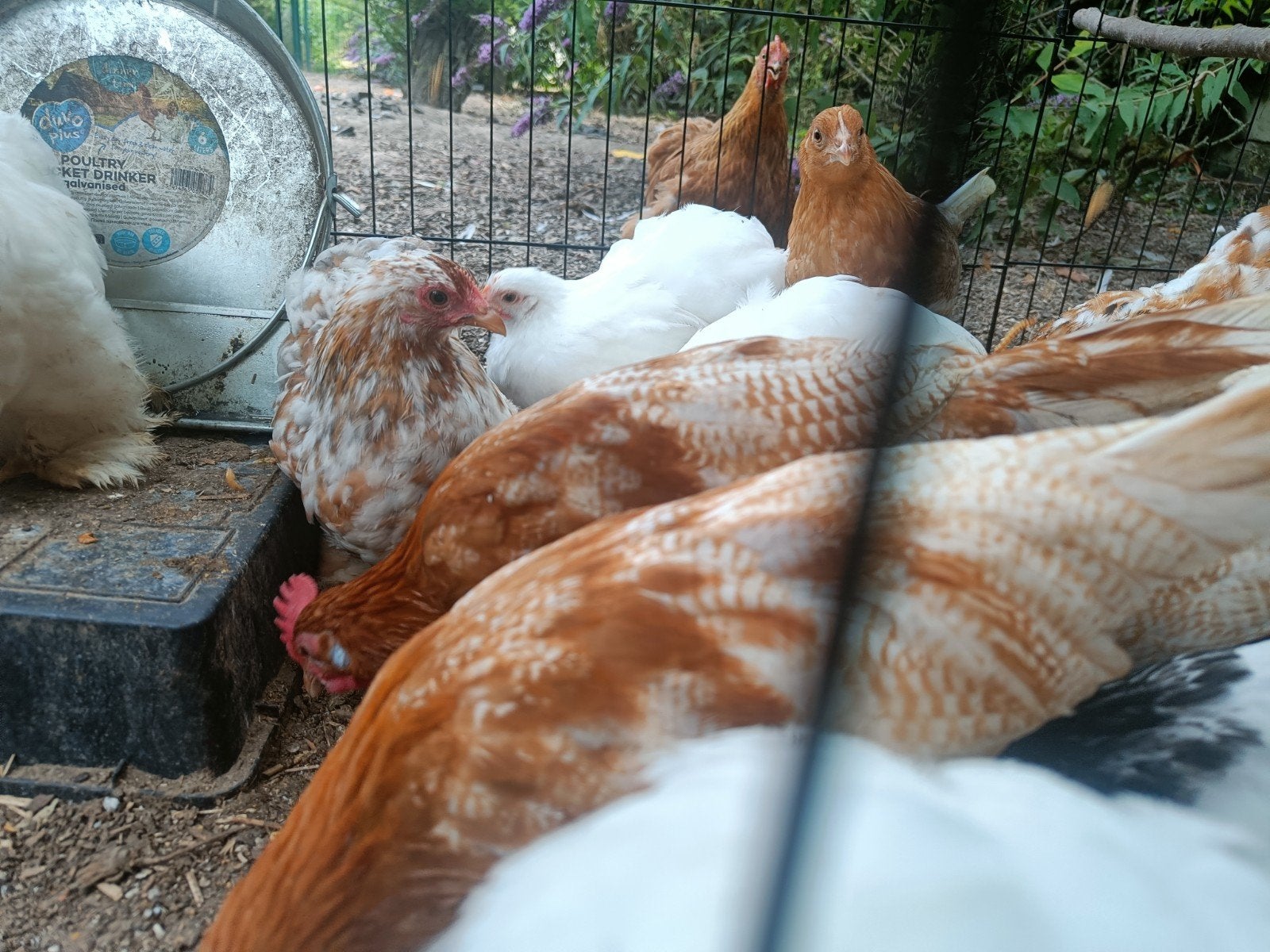 Haantjes Fries hoen, Lakenvelder en Cochin kriel, Dieren en Toebehoren, Mannelijk, Kip