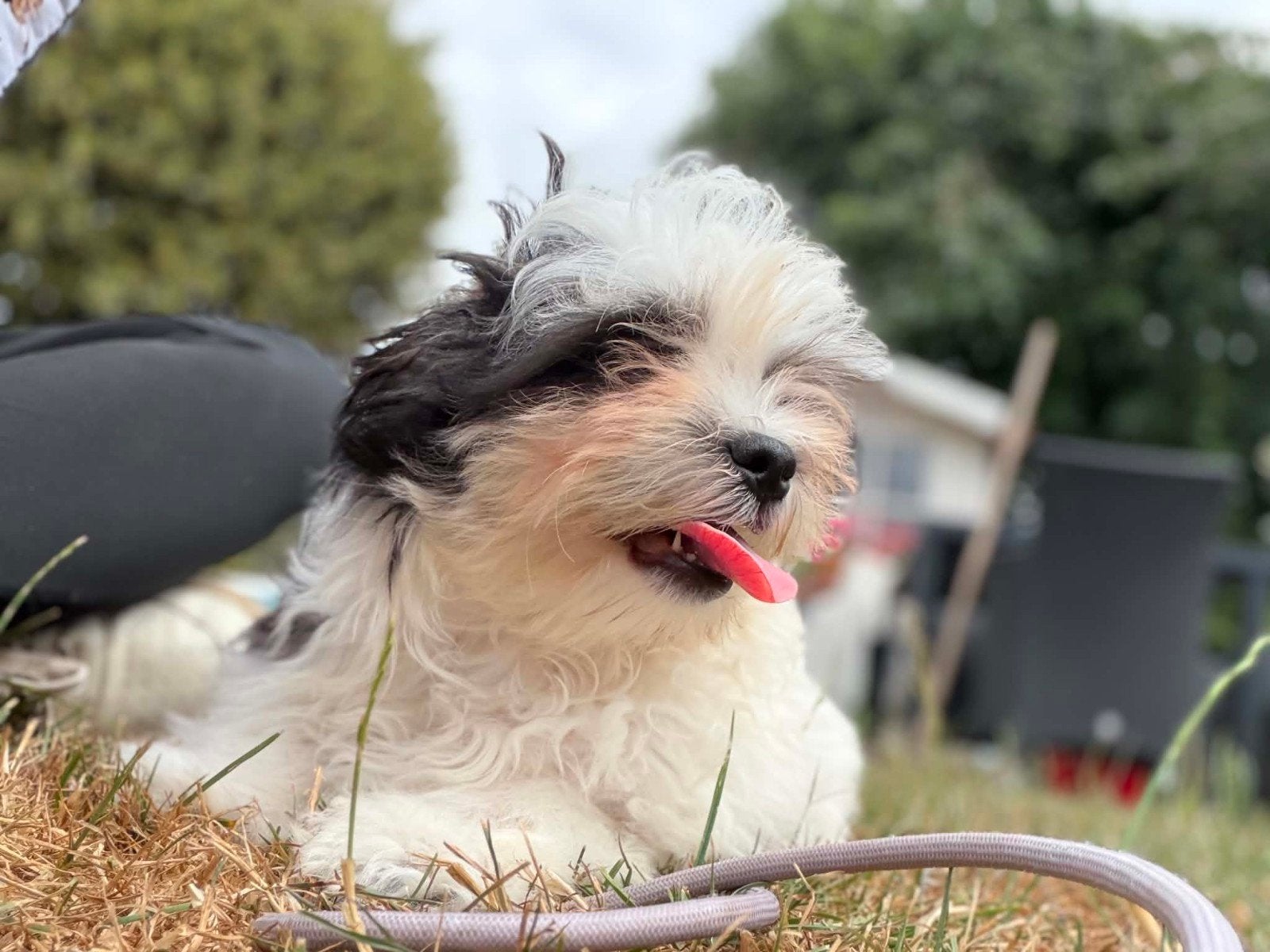 Chiot Malchi, Maladie de Carré (chiens), Belgique, Un chien, Chienne