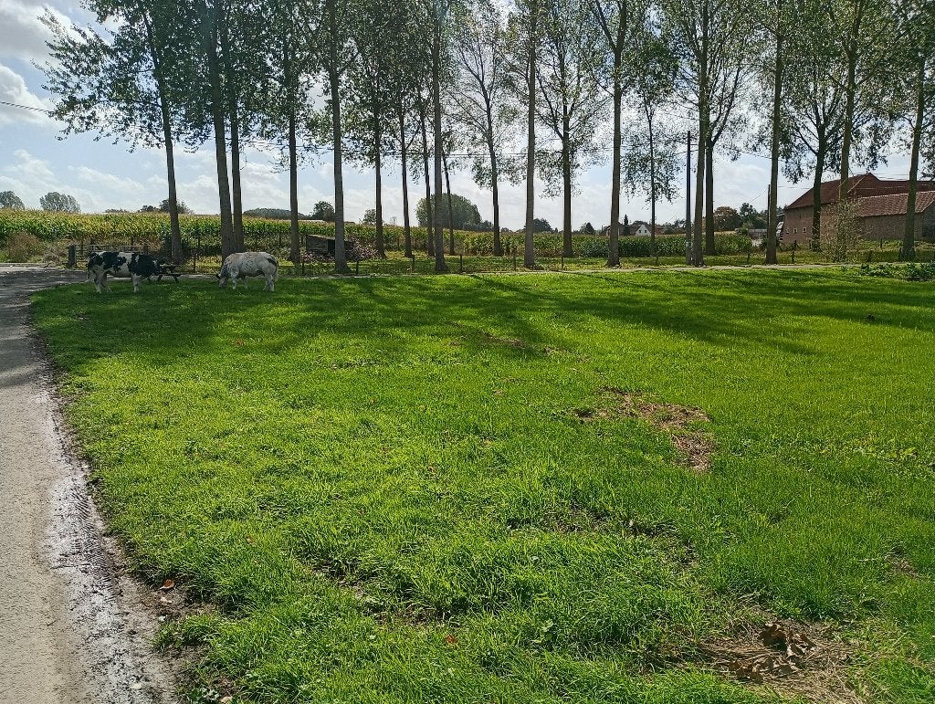 weide 25a25ca, Dieren en Toebehoren, Weidegang