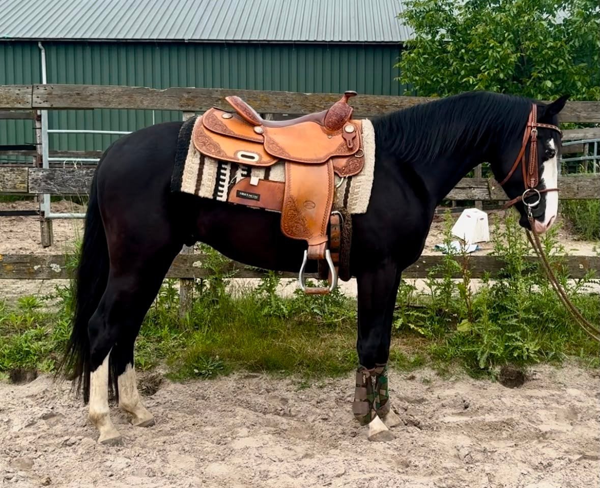 Lieve AQHA-hengst, Dieren en Toebehoren, Pony's, Hengst, Zadelmak
