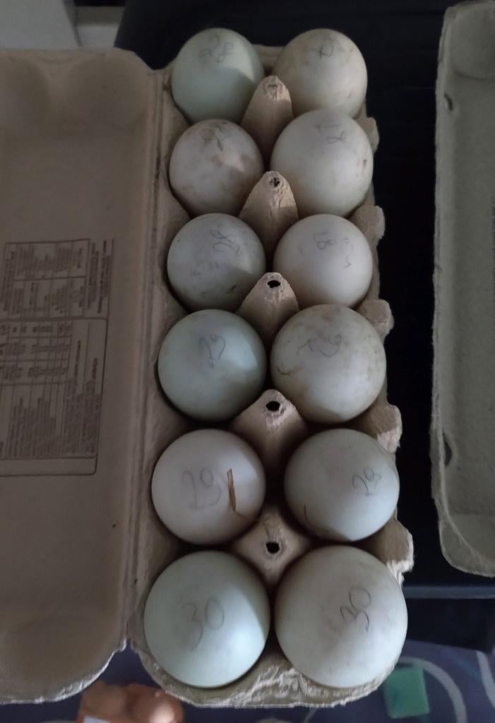 Broedeieren indische loopeenden, Eend