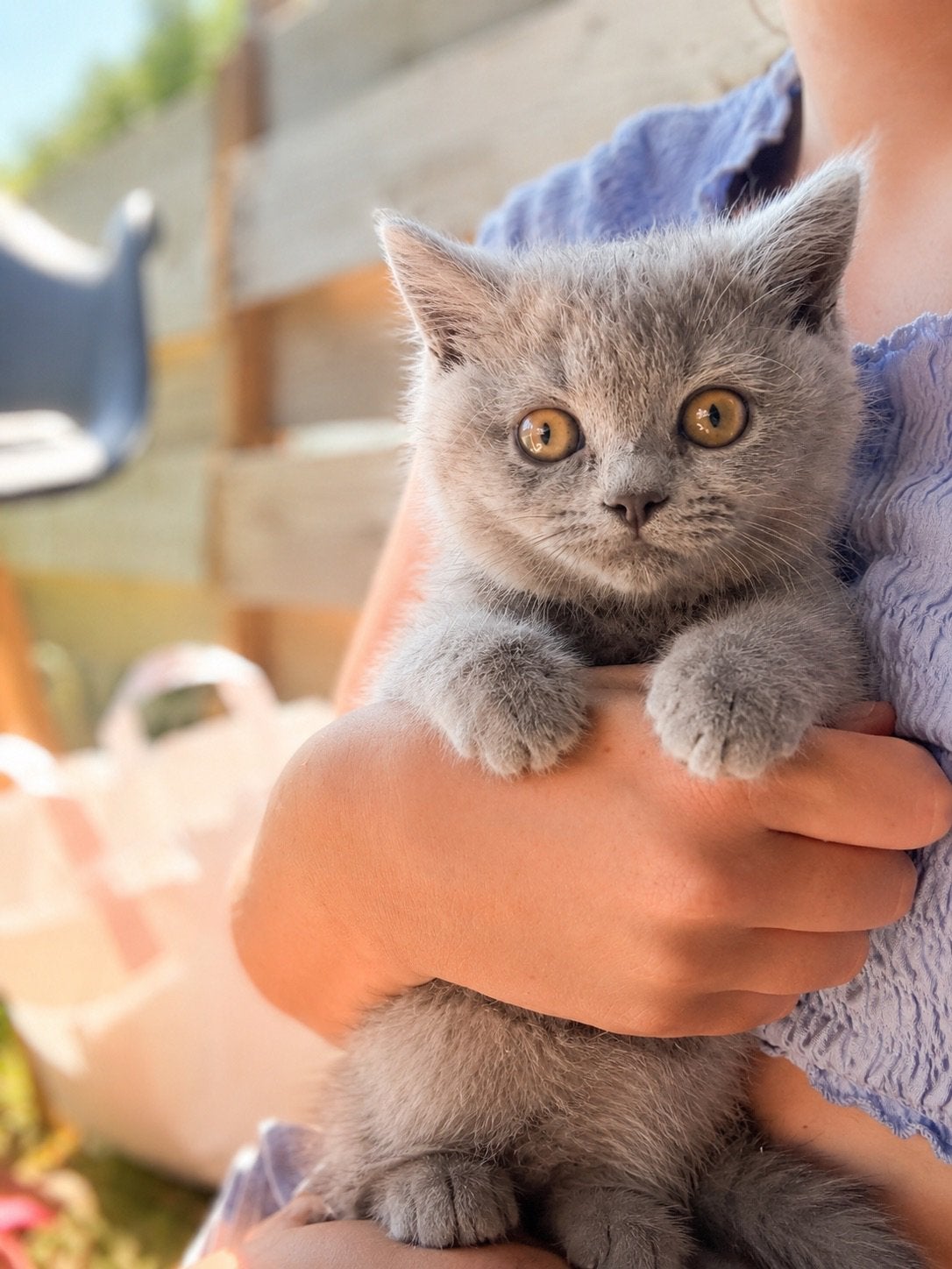 Brits korthaar kater, Dieren en Toebehoren, Kater, Met stamboom, 0 tot 2 jaar