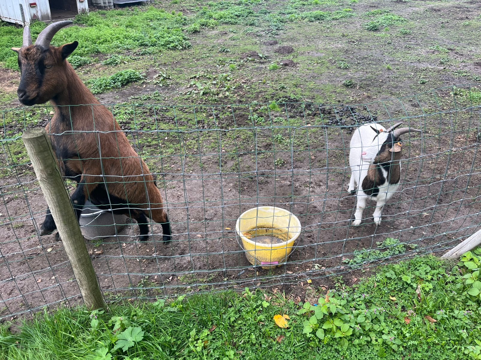 Dwerggeiten bok en mieke, Dieren en Toebehoren, Mannelijk, Geit, 3 tot 5 jaar